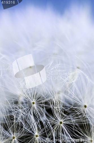 Image of Dandelion