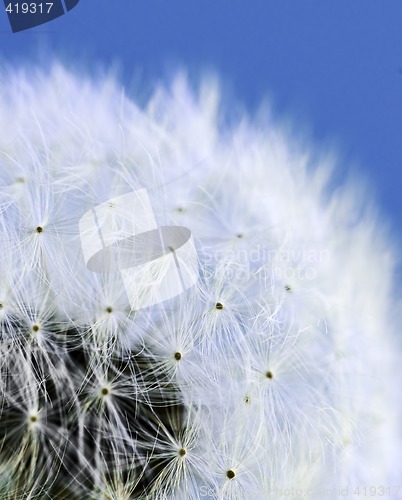 Image of Dandelion