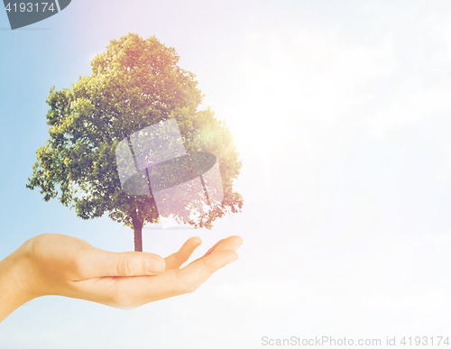 Image of hand holding green oak tree over gray background