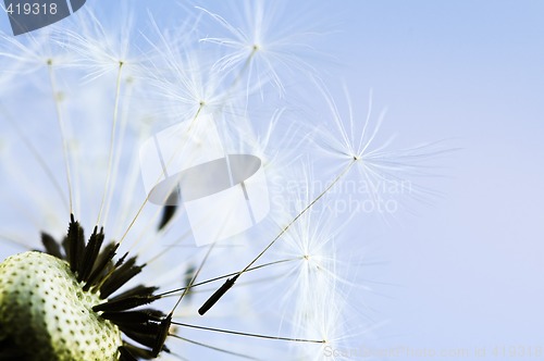 Image of Dandelion