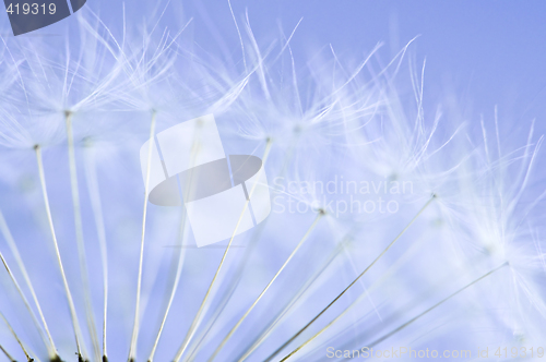 Image of Dandelion