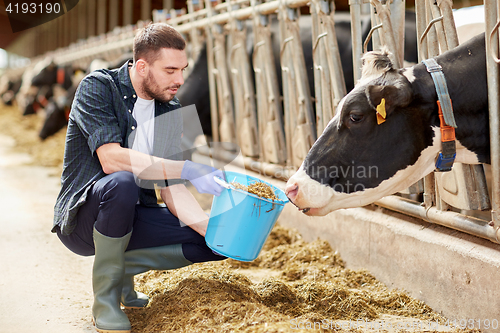 Image of man with cows and bucket in cowshed on dairy farm