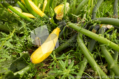 Image of squashes at summer garden bed