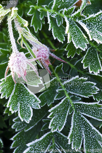 Image of Frosty plants in late fall