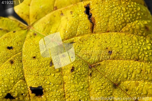Image of Autumn leaves macro
