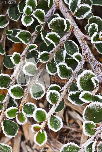 Image of Frosty plants in late fall