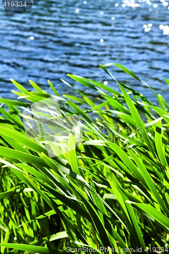 Image of Reeds at water edge
