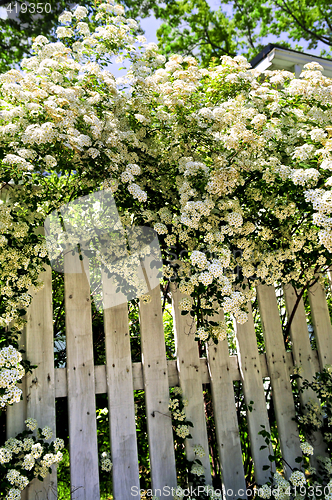 Image of White fence with blooming shrubs