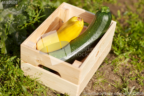 Image of squashes in wooden box at summer garden