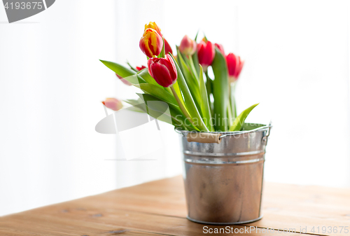 Image of close up of tulip flowers