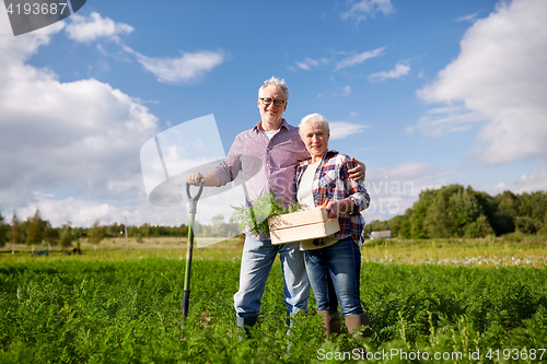 Image of senior couple with shovel picking carrots on farm