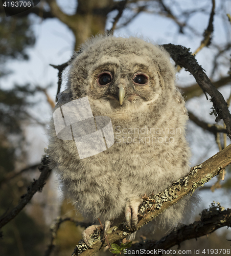 Image of Tawny owl