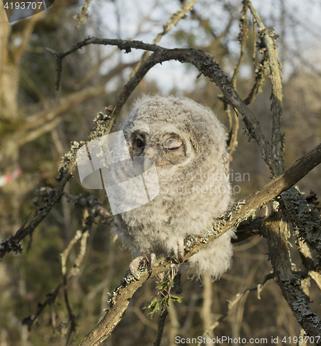 Image of Tawny owl