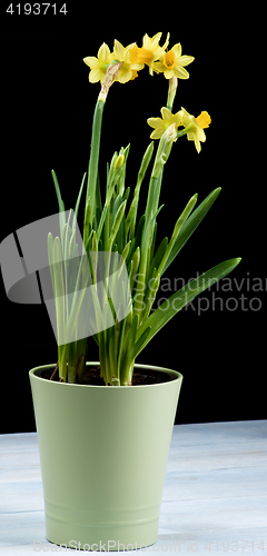 Image of Yellow Daffodils in Pot