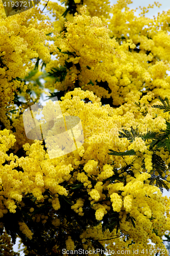 Image of Flowering Yellow Mimosa