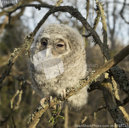 Image of Tawny owl