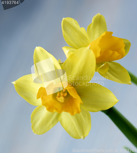 Image of Wild Yellow Daffodils
