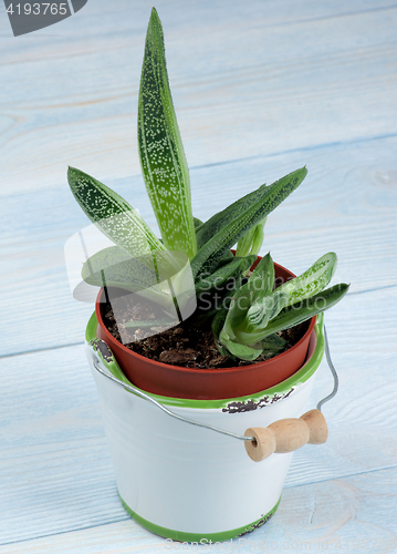 Image of Succulent Houseplant Gasteria 