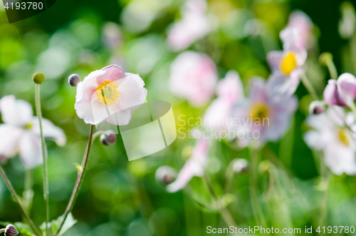 Image of Pale pink flower Japanese anemone, close-up