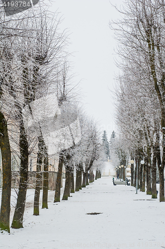 Image of City park in the winter, the trees covered with hoarfrost