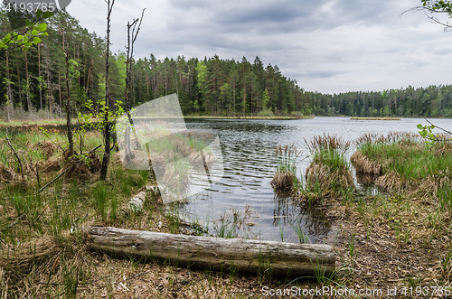 Image of Spring landscape in the forest lake