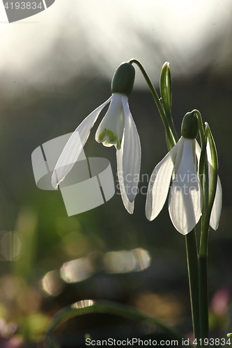 Image of Snowdrop