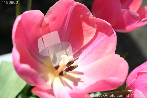 Image of Tulip