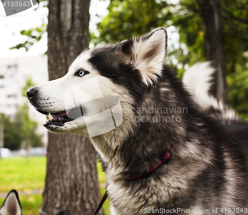 Image of husky dog outside on a leash walking, green grass in park spring