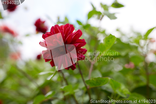 Image of beautiful dahlia flower at summer garden