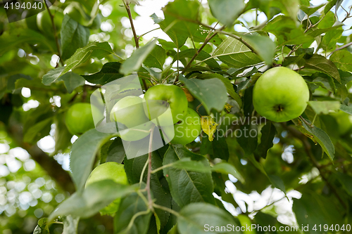 Image of close up of apple tree branch