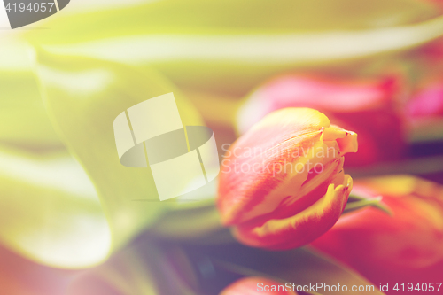 Image of close up of tulip flowers