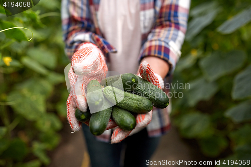 Image of farmer with cucumbers at farm greenhouse