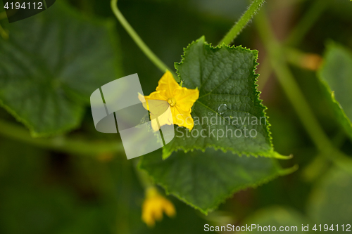 Image of cucumber plant with flower at garden