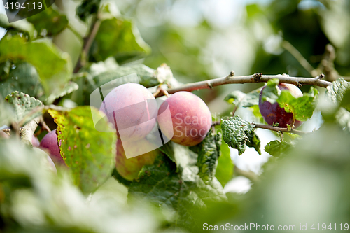 Image of close up of plum tree branch