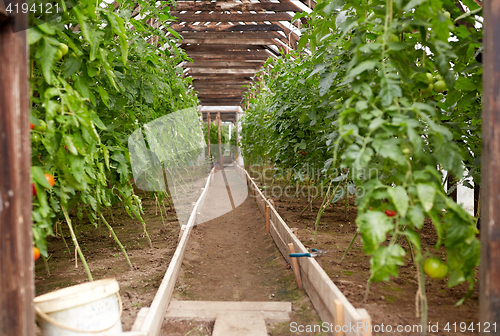 Image of tomato seedlings growing at greenhouse