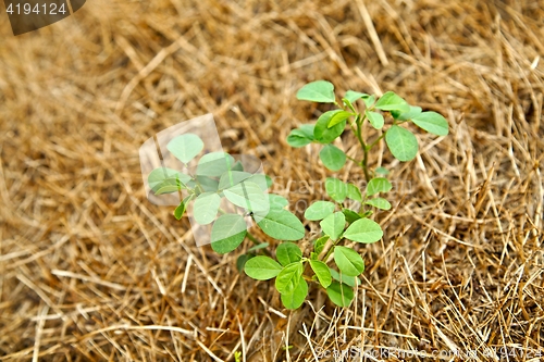 Image of Small plant seedling