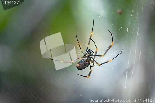 Image of Golden Orb Weaver Spider