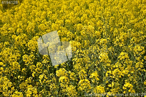 Image of Rapeseed field closeup