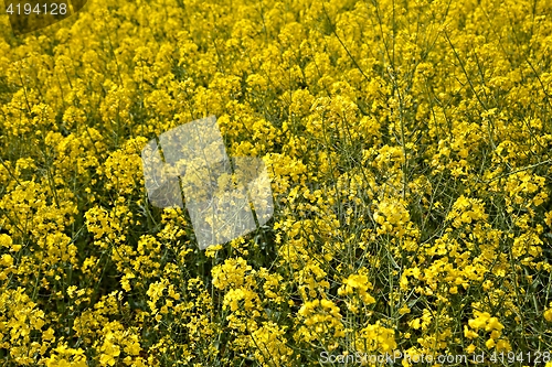 Image of Rapeseed field closeup