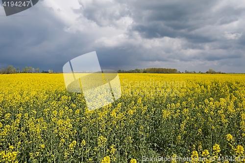 Image of Rapeseed field landscape