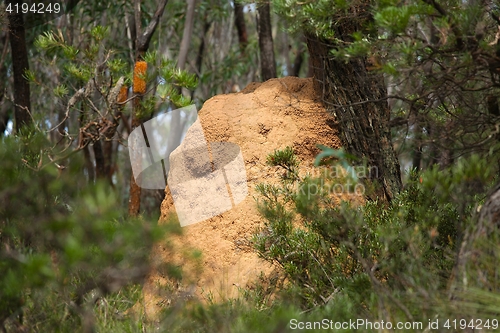 Image of Termite mound in the woods