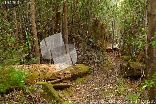 Image of Forest walking route