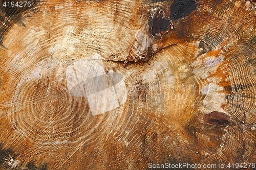 Image of Tree trunk texture