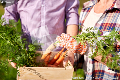 Image of senior couple with box picking carrots on farm