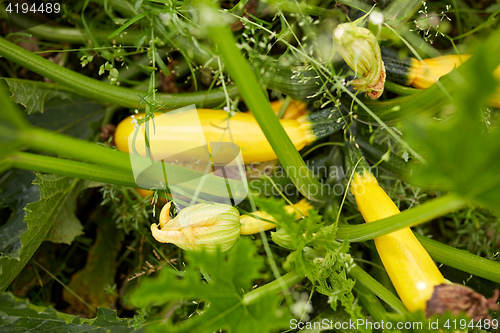 Image of squashes at summer garden bed