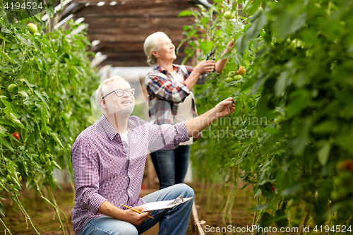 Image of senior couple growing tomatoes at farm greenhouse