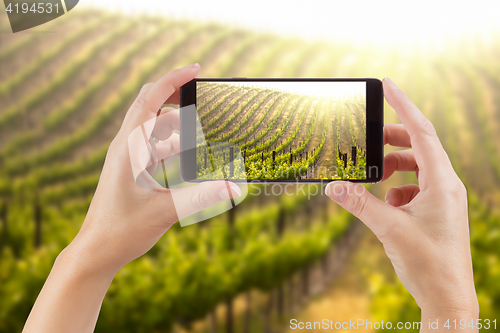 Image of Female Hands Holding Smart Phone Displaying Photo of Grape Viney