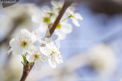 Image of Macro of Early Spring Tree Blossoms with Narrow Depth of Field.