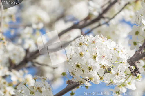 Image of Macro of Early Spring Tree Blossoms with Narrow Depth of Field.