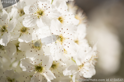 Image of Macro of Early Spring Tree Blossoms with Narrow Depth of Field.